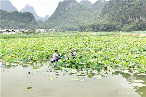 产业融合“双丰收” 收入增加节节高——广西上林县探索新型种养模式壮大特色扶贫产业