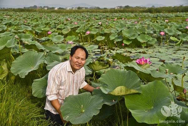 “莲虾共养”，比起稻虾共养只好不差！