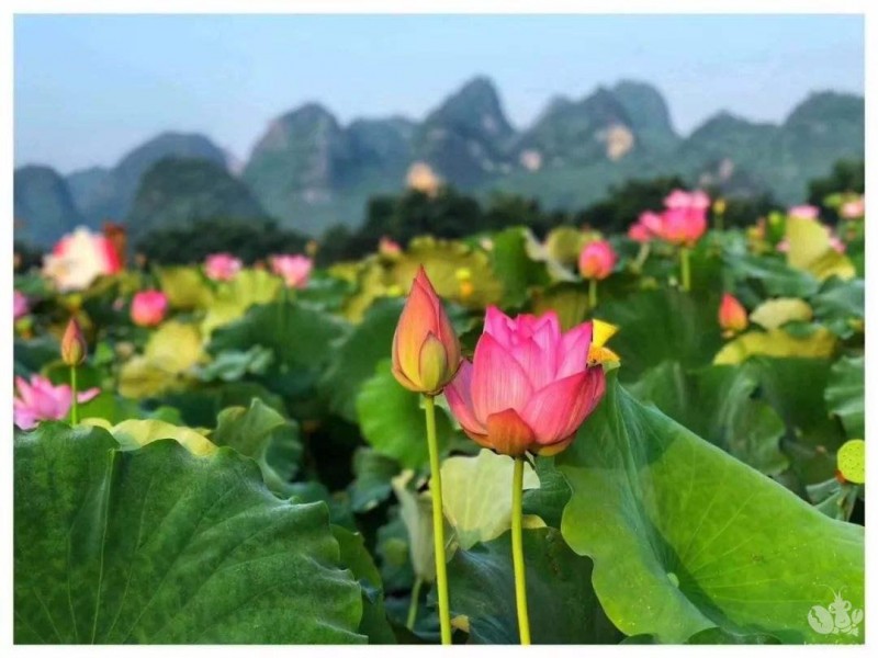 小龙虾助阵荷花节 今年的荷花节与往年不一般