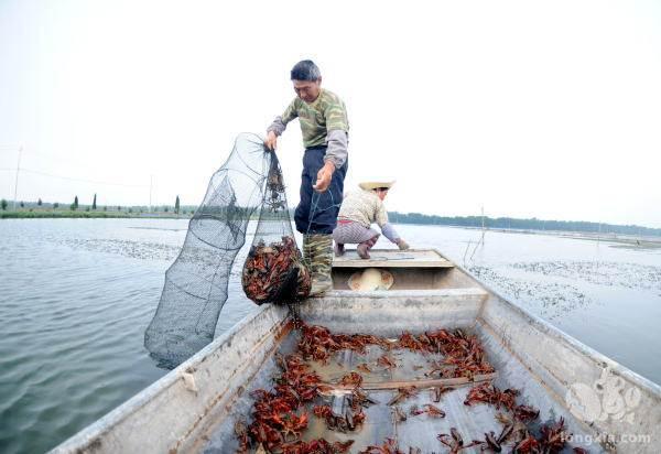 屡次换水都没用，小龙虾依然养不起来？或许你该换的不是水？