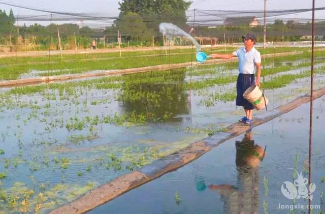 阴雨天如何加强小龙虾池塘管理？