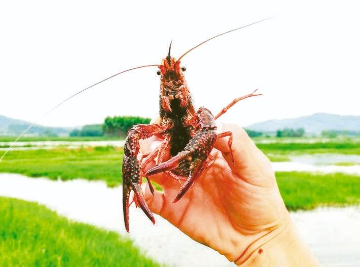 贵州六枝：小龙虾等特色水产养殖风生水起