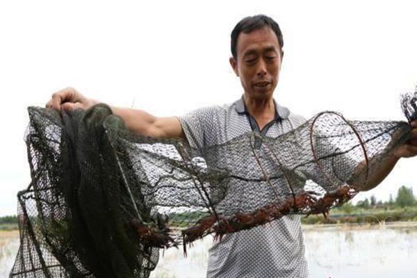 首届安徽六安霍邱生态龙虾节开幕