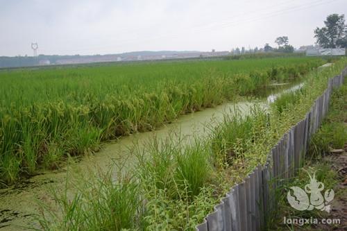 江西省邓家埠水稻原种场杨家分场大力发展稻虾共养产业