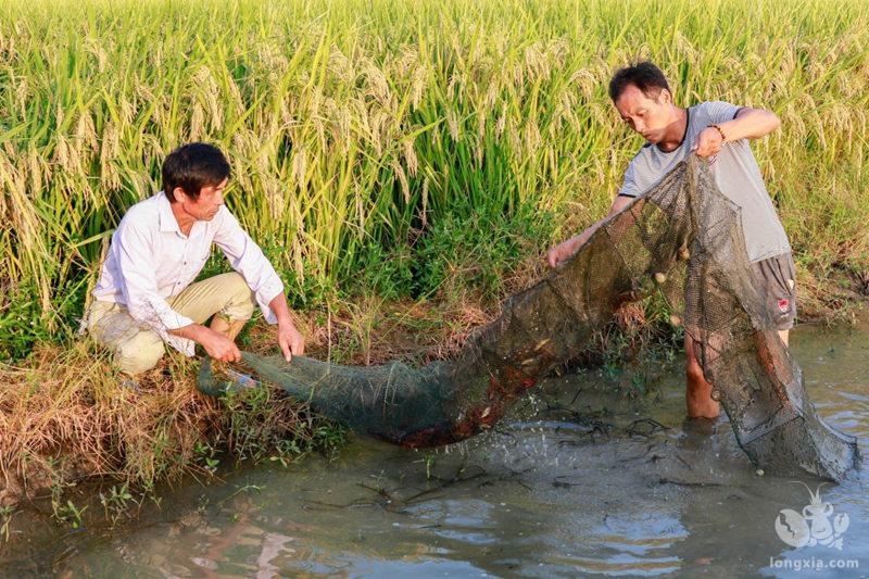 湖南益阳南县：稻虾生态种养环保先行