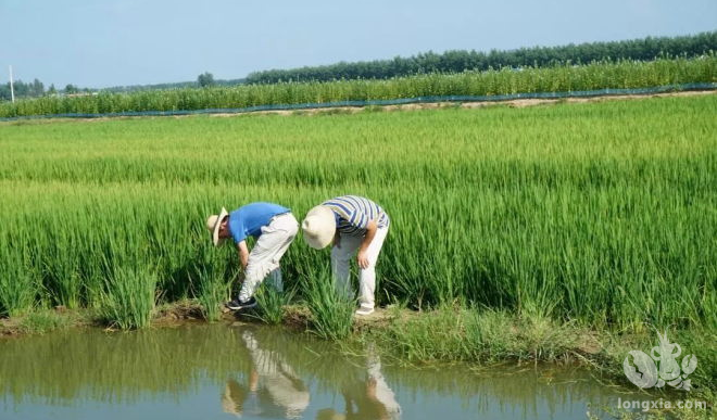 一田两种一水两用 小龙虾+水稻=绿色大餐