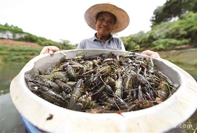 青山绿水下 青龙虾生金 ——广西鹿寨县江口乡六合村因地制宜发展产业巩固脱贫成效