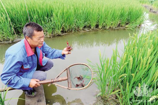 浙江省稻虾种养技术模式现场观摩培训活动在桐乡崇福举办