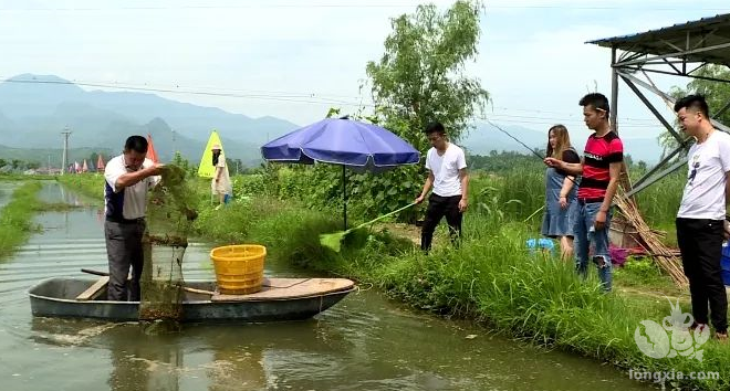 湖北省宜昌市远安县：“小龙虾”激起产业扶贫一池活水