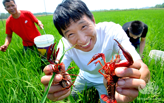 安徽省安庆市怀宁县：平山龙虾真美味 夏日旅游新标配