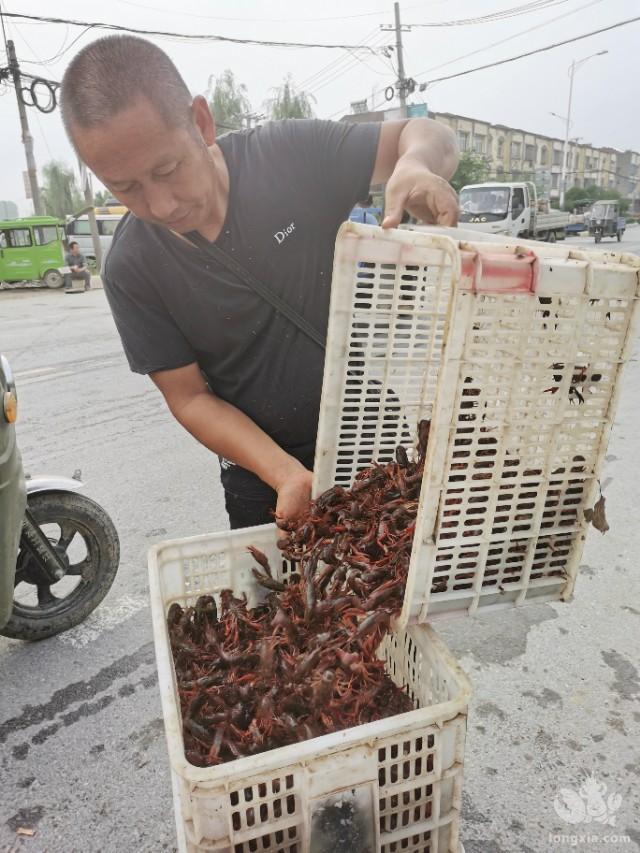 逛一逛早上的小镇集市，今年的小龙虾旺季是提前结束了吗？