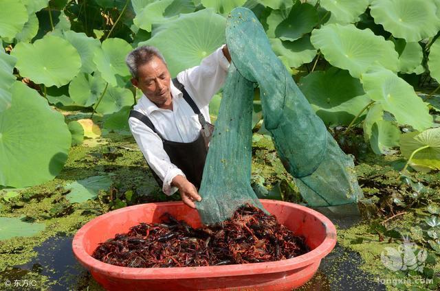 “走向我们的小康生活”|江苏顺河镇岳庄村：“藕虾混养” 铺就生态致富路