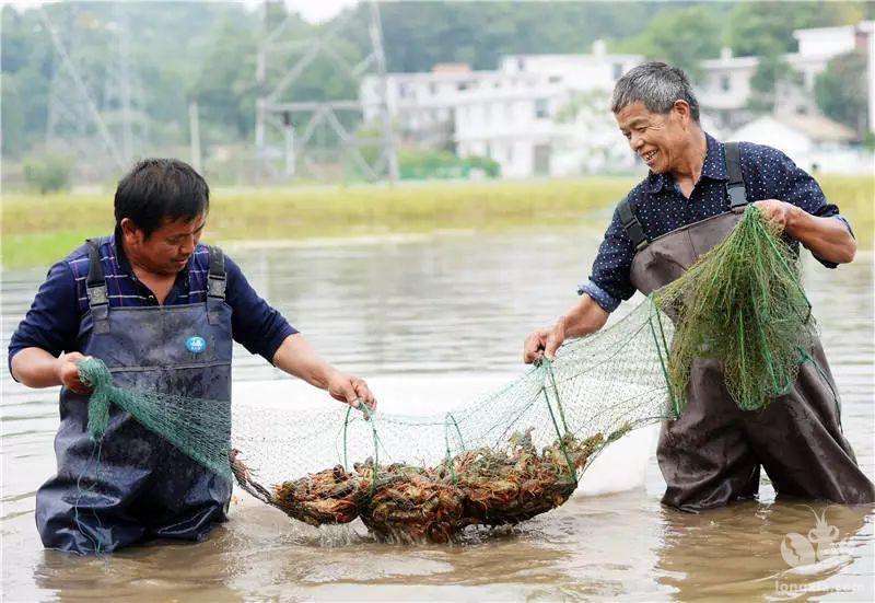 湖南省永州市双牌县：稻虾共作 亩增收2000余元