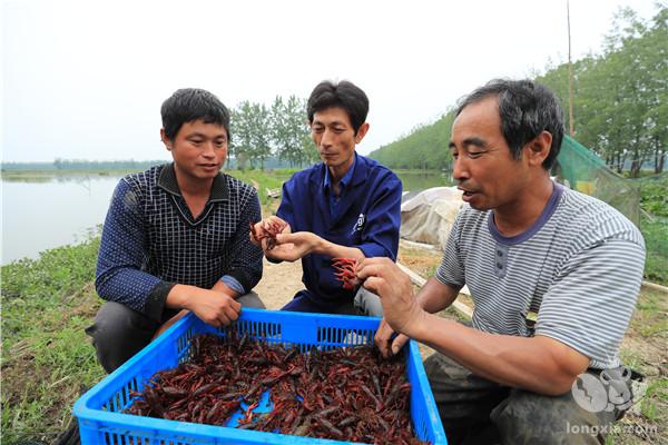 湖南南县：稻虾养殖托起贫困户的致富梦