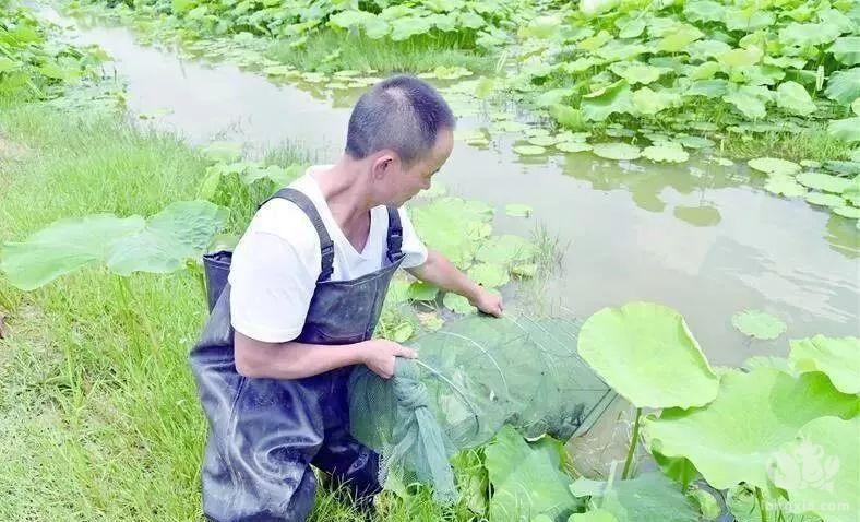 荷塘里“游出”小龙虾 沈周村太空莲基地套养模式迎来首年丰收