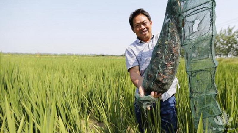 山东济宁“龙虾书记”带领村民“稻田养虾”趟出一条富民强村之路