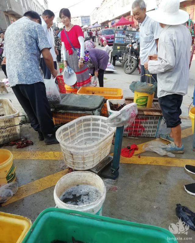 小龙虾价格涨势喜人，逮虾人：明年我连养带逮多多挣钱