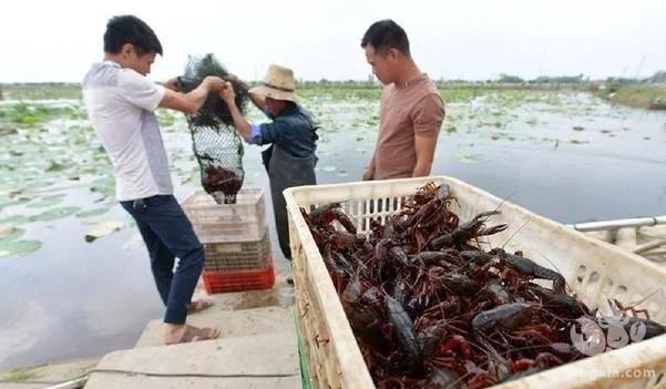 养殖小龙虾八年，实现逆转成功路