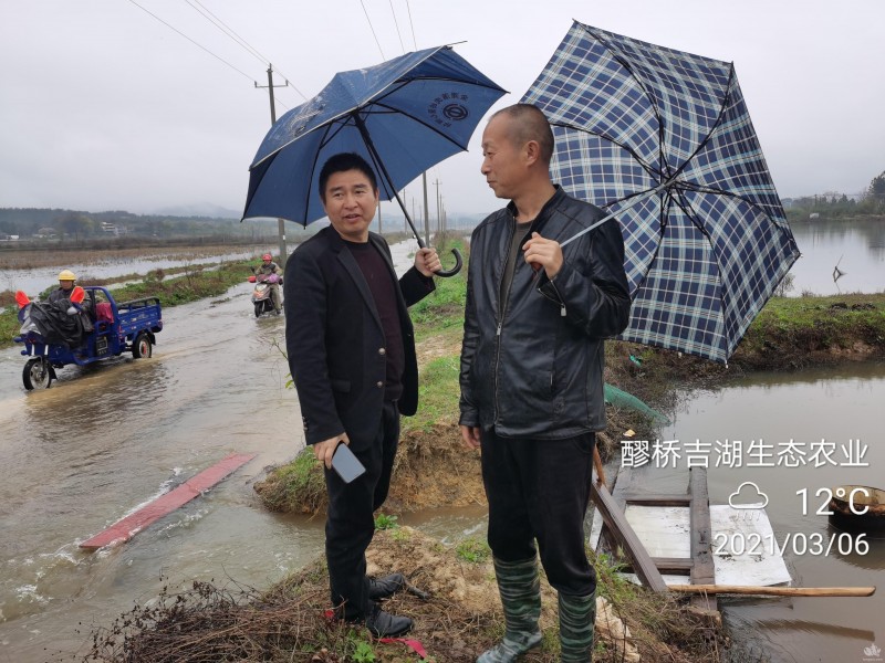 吉水县突遭暴雨，内涝严重，吉湖生态农业公司稻虾基地一塘口堤坝决扣