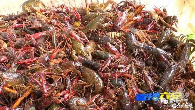 六安泉水龙虾率“鲜”上市，吃货们抓紧约起来
