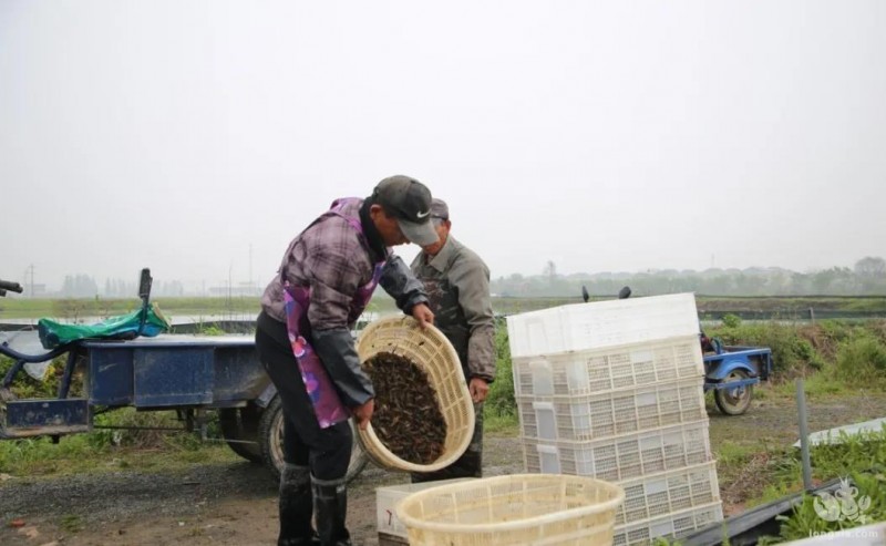 国内首家小龙虾质量检验中心落户潜江