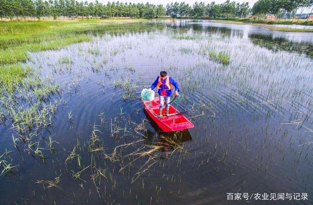 恶劣极端天气情况下小龙虾养殖管理技术要点