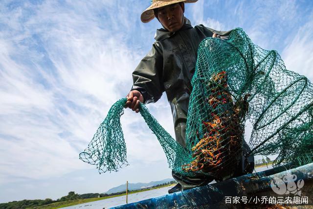 池塘小龙虾高产技术全方位探析，这样养殖收益多