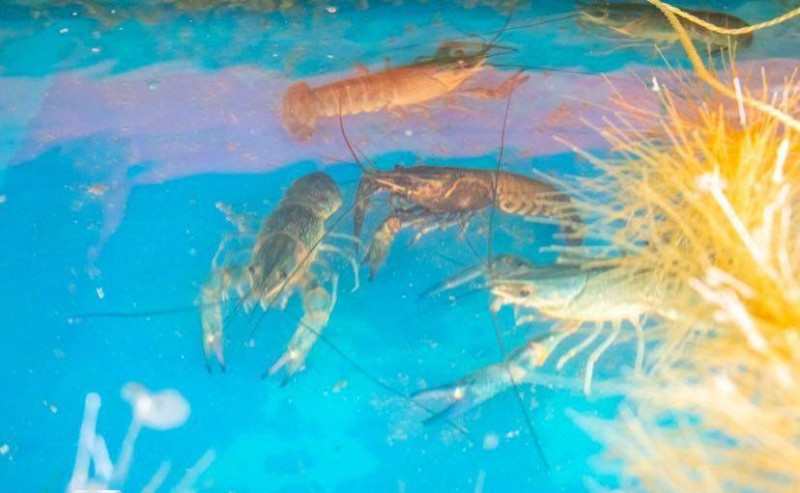 海鸥岛“黑科技”培育澳洲小龙虾虾苗，目标年产1亿尾