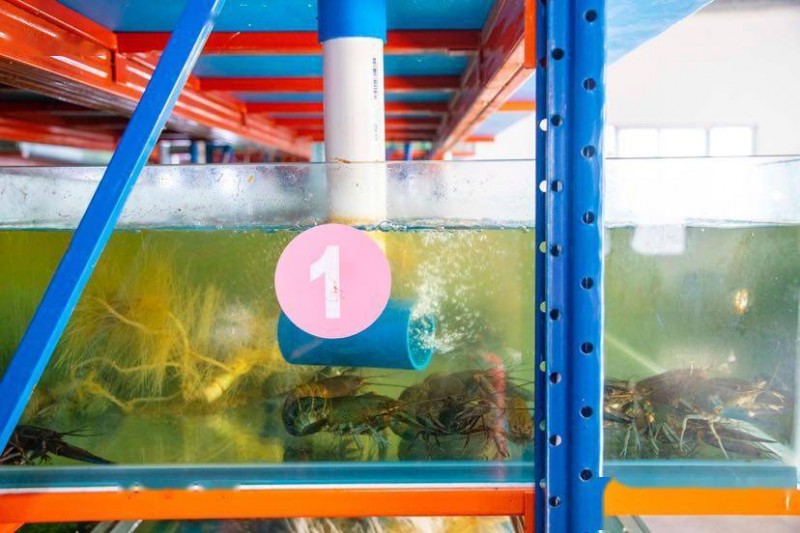 海鸥岛“黑科技”培育澳洲小龙虾虾苗，目标年产1亿尾