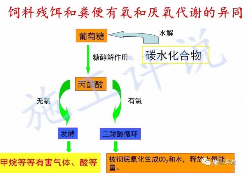 季高温季节池塘下风口为什么会看到一些小泡泡，有什么危害？