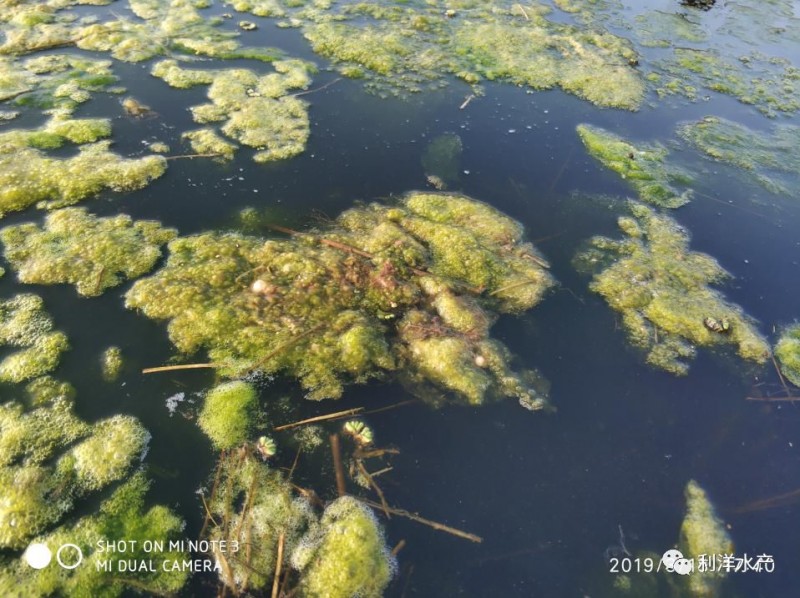 稻田养虾青苔问题浅析