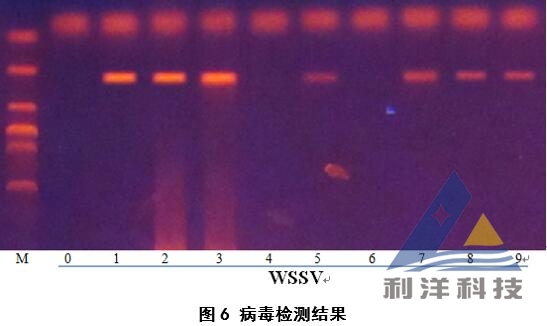 小龙虾感染白斑综合征病毒，杀虫后加重死亡