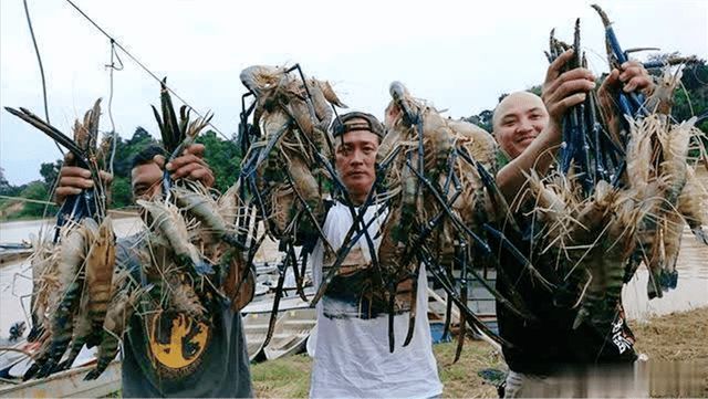 江苏省发现“罗氏虾”，个头比小龙虾还大，味道鲜美