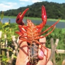 夜宵摊上占“C”位，本地龙虾分外“红”