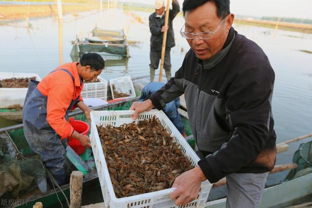 小龙虾养殖旺季背后的过剩危机