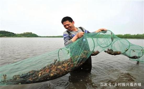 水产养殖：小龙虾可以怎么养？小龙虾的混养方式