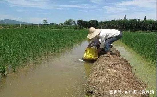 水产养殖：小龙虾可以怎么养？小龙虾的混养方式