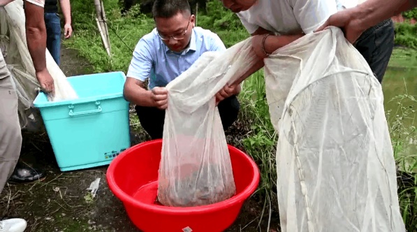 打造共同富裕示范区山区样板 | 稻花香里养龙虾 村民勇闯致富路