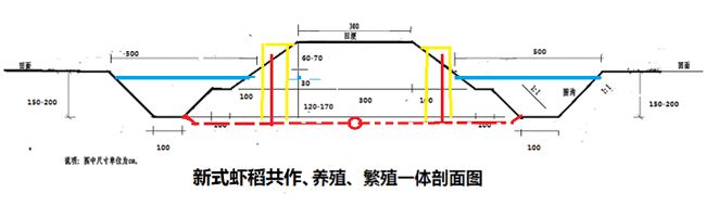 小龙虾养殖的  “稻田结构改造技术”