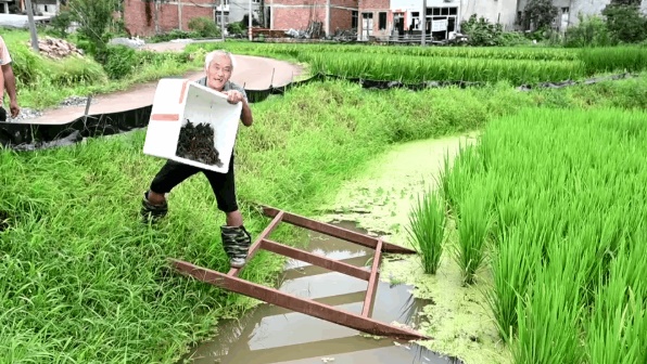 打造共同富裕示范区山区样板 | 稻花香里养龙虾 村民勇闯致富路