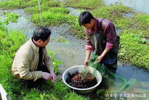 小龙虾“秋苗早繁”技术方法