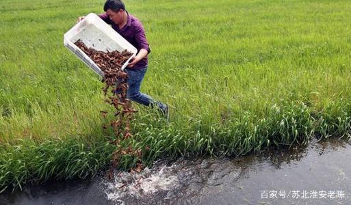 小龙虾苗高效繁育关键技术一：如何投放种虾