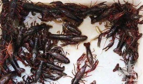 “荆门标准”指导虾农养“精品”