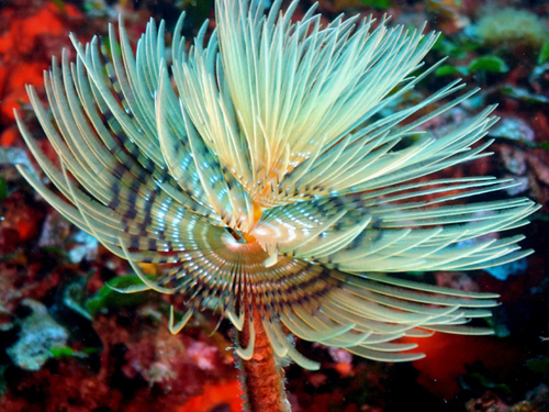 谈谈刚毛虫(Bristle Worms)