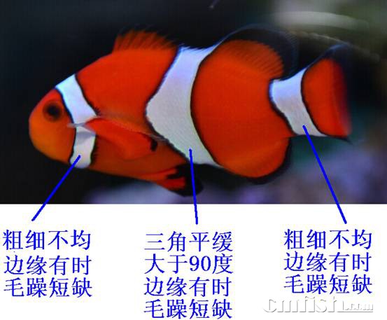 人工繁殖和野生捕捞公子小丑的区别