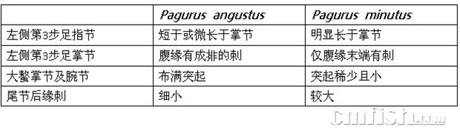 简单介绍下国内常见的海寄居蟹