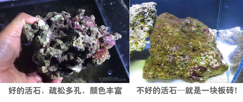 【余溪教程】开缸暴藻标准流程-上