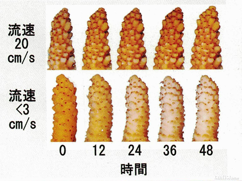 水流环境对珊瑚的重要性