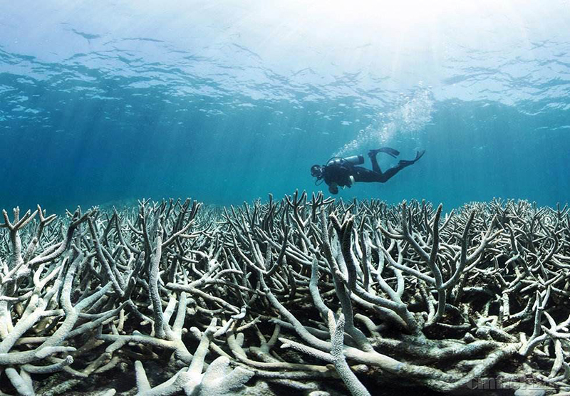 水流环境对珊瑚的重要性