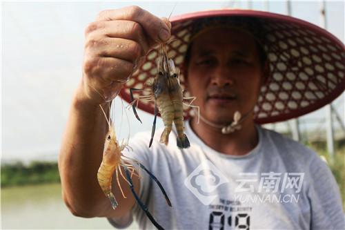 云南思茅：养殖高原生态虾 踏上幸福致富路